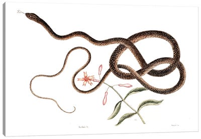 Coach-Whip Snake & Lychnis Virginica Canvas Art Print - Botanical Illustrations