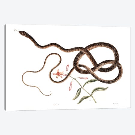 Coach-Whip Snake & Lychnis Virginica Canvas Print #CAT45} by Mark Catesby Canvas Art Print
