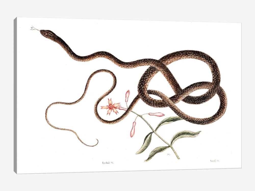 Coach-Whip Snake & Lychnis Virginica by Mark Catesby 1-piece Canvas Art