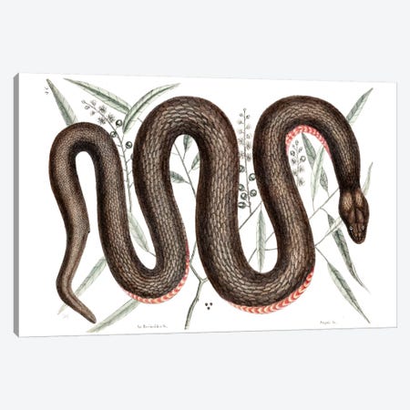 Copper-Bellied Snake & Ilathera Bark Canvas Print #CAT46} by Mark Catesby Canvas Art Print