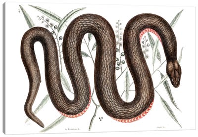 Copper-Bellied Snake & Ilathera Bark Canvas Art Print - Reptile & Amphibian Art