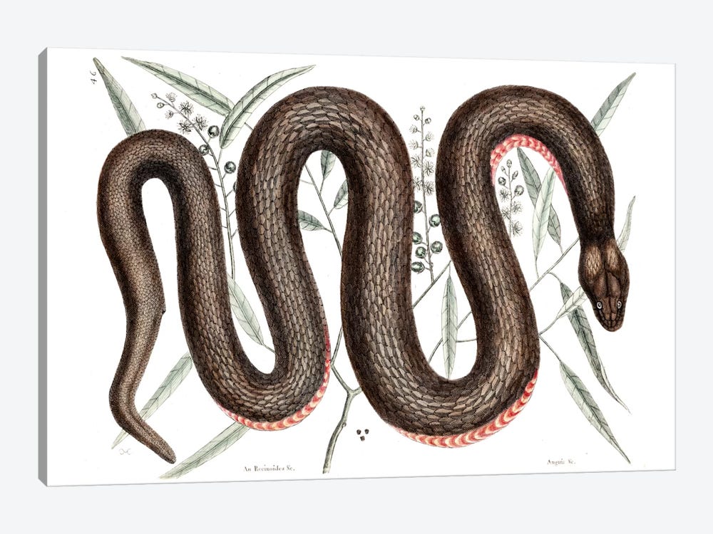 Copper-Bellied Snake & Ilathera Bark by Mark Catesby 1-piece Canvas Print
