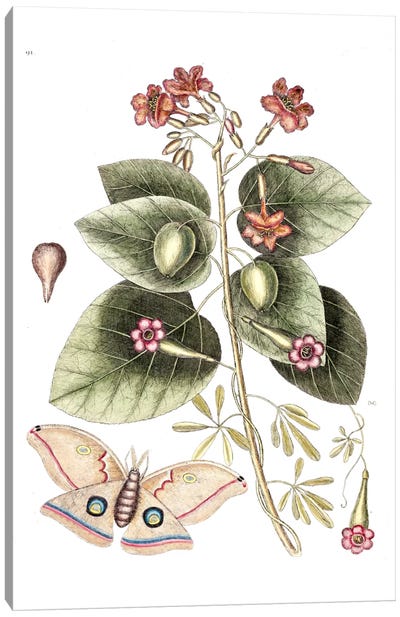 Cordia Sebestena (Geiger Tree), Ipomoea Carolina & Great Moth Canvas Art Print - Botanical Illustrations