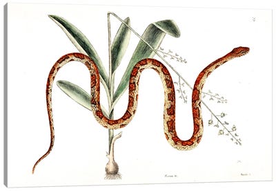 Corn Snake & Viscum Caryophylloides Canvas Art Print - Snake Art
