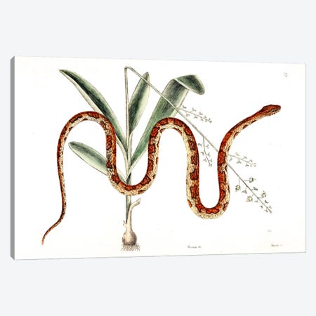 Corn Snake & Viscum Caryophylloides Canvas Print #CAT48} by Mark Catesby Canvas Art