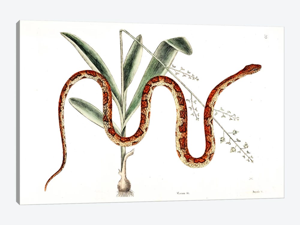 Corn Snake & Viscum Caryophylloides by Mark Catesby 1-piece Canvas Print