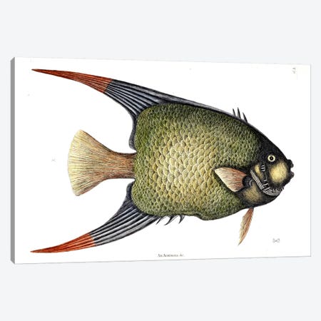 Angel Fish Canvas Print #CAT4} by Mark Catesby Canvas Art