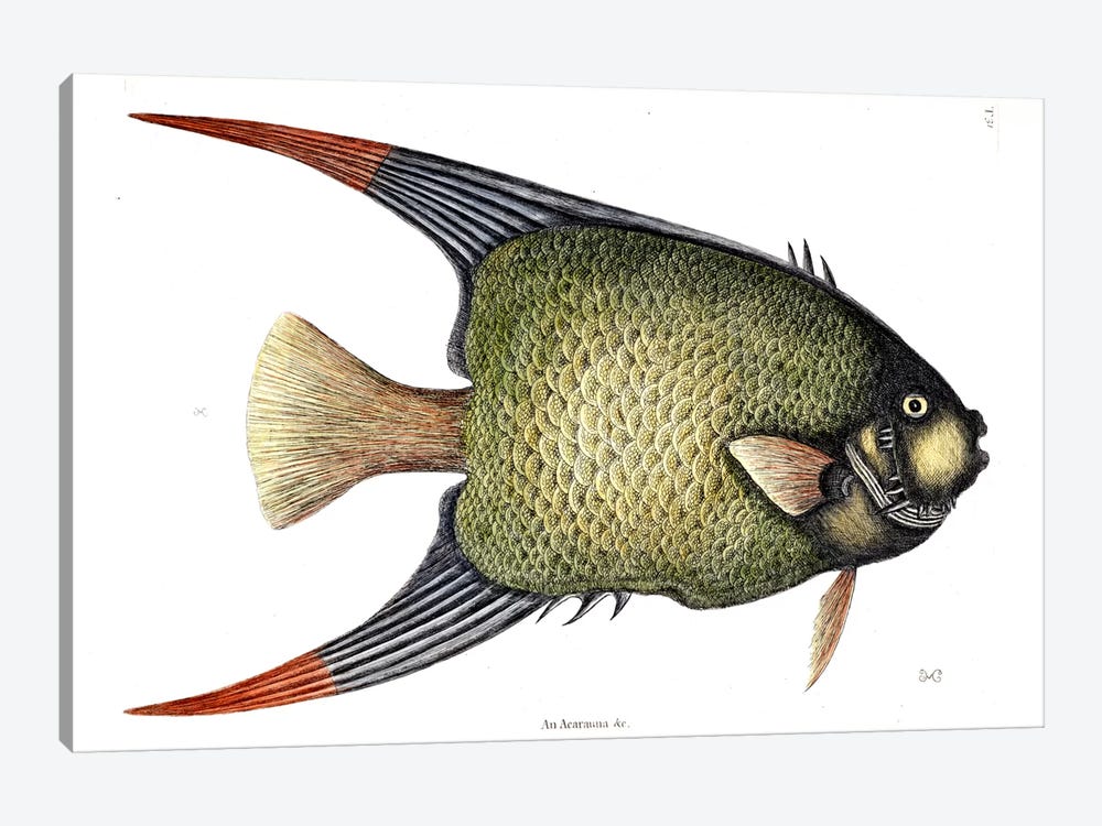 Angel Fish by Mark Catesby 1-piece Canvas Artwork