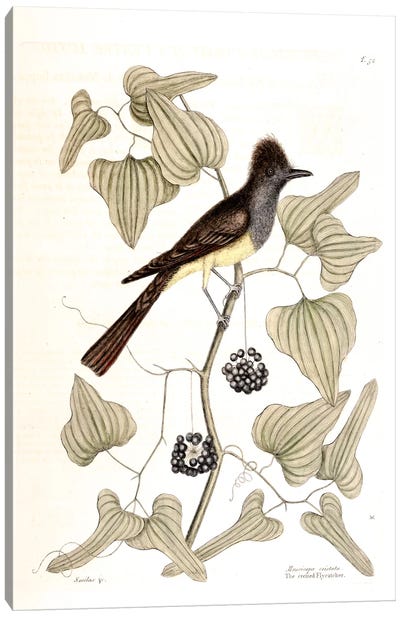 Crested Flycatcher & Smilax Tamnoides (Bristly Greenbrier) Canvas Art Print - Botanical Illustrations