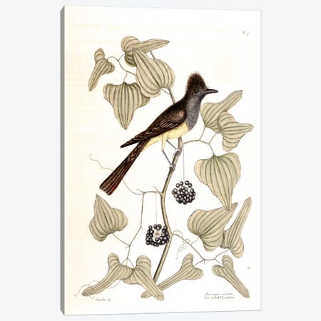 Crested Flycatcher & Smilax Tamnoides (Bristly Greenbrier) Canvas Print #CAT50} by Mark Catesby Art Print