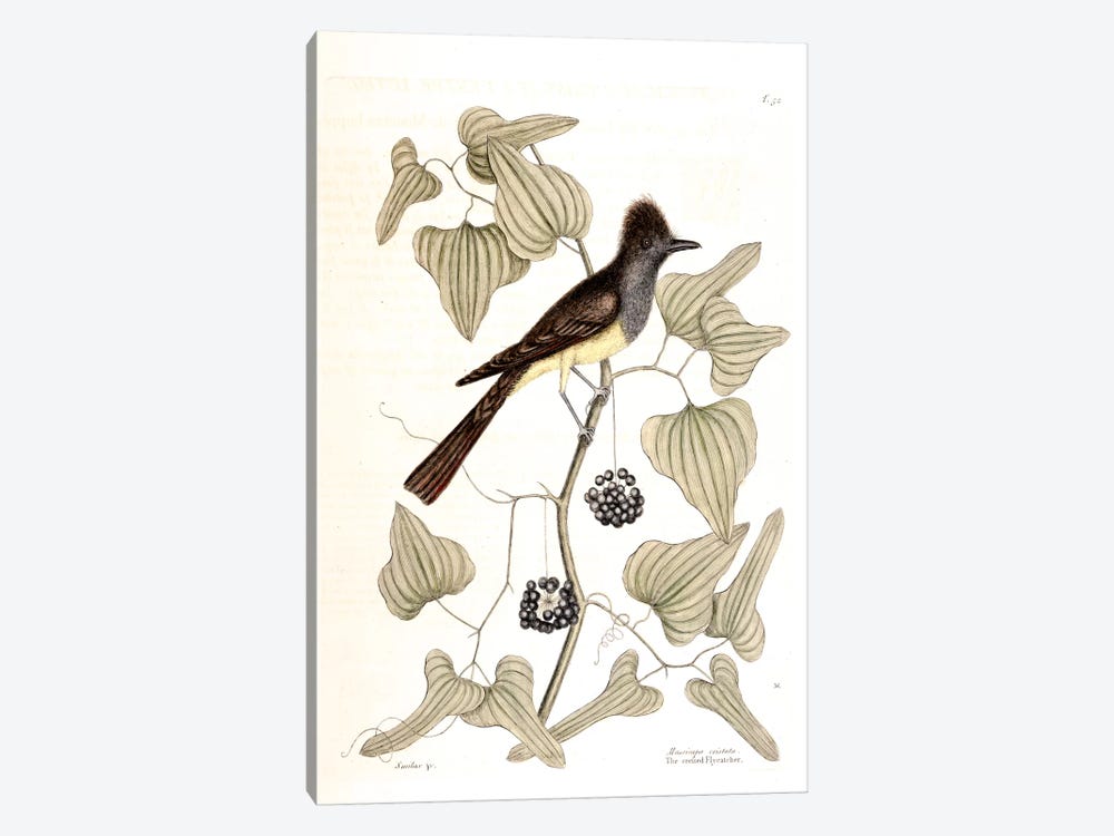 Crested Flycatcher & Smilax Tamnoides (Bristly Greenbrier) by Mark Catesby 1-piece Canvas Wall Art