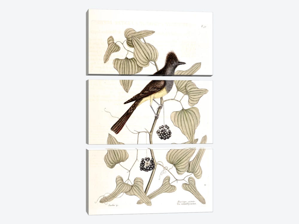 Crested Flycatcher & Smilax Tamnoides (Bristly Greenbrier) by Mark Catesby 3-piece Canvas Wall Art