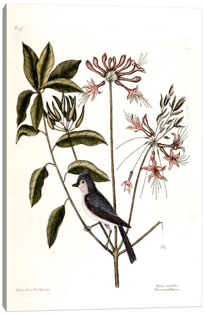 Crested Titmouse & Upright Honeysuckle Canvas Art Print - Botanical Illustrations