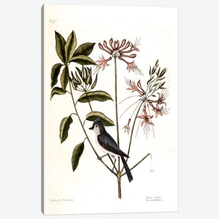 Crested Titmouse & Upright Honeysuckle Canvas Print #CAT51} by Mark Catesby Art Print