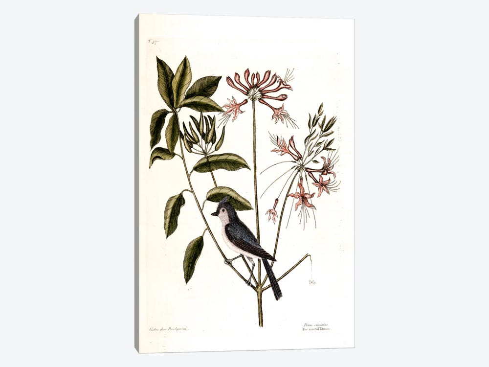 Crested Titmouse & Upright Honeysuckle by Mark Catesby 1-piece Canvas Print