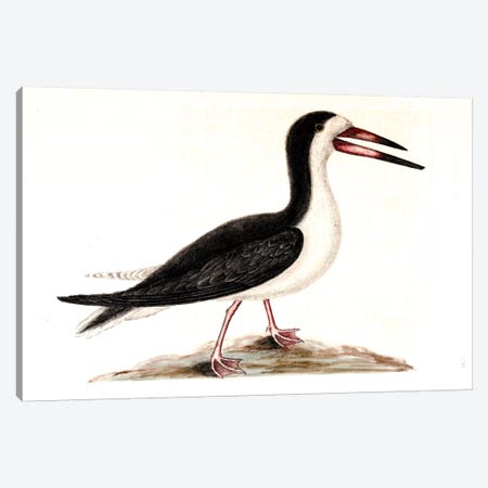 Cutwater (Black Skimmer) Canvas Print #CAT54} by Mark Catesby Canvas Artwork