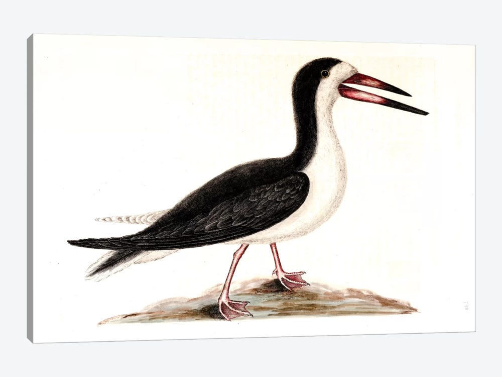 Cutwater (Black Skimmer) by Mark Catesby 1-piece Canvas Wall Art
