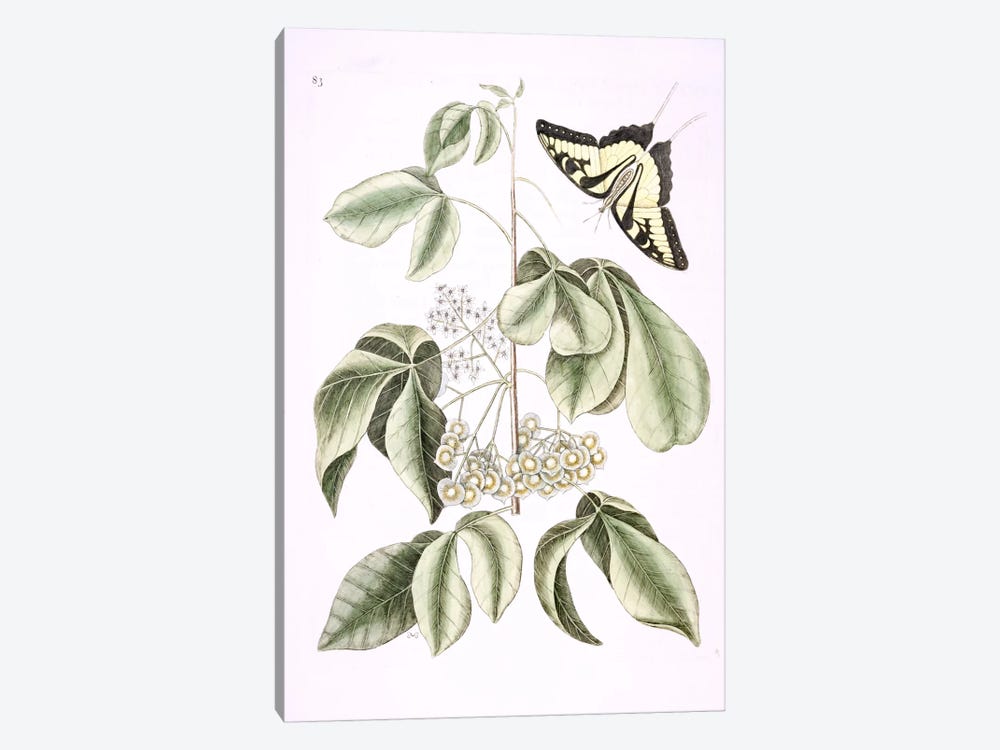 Eastern Tiger Swallowtail & Ptelea Trifoliata (Wafer Ash) by Mark Catesby 1-piece Canvas Print