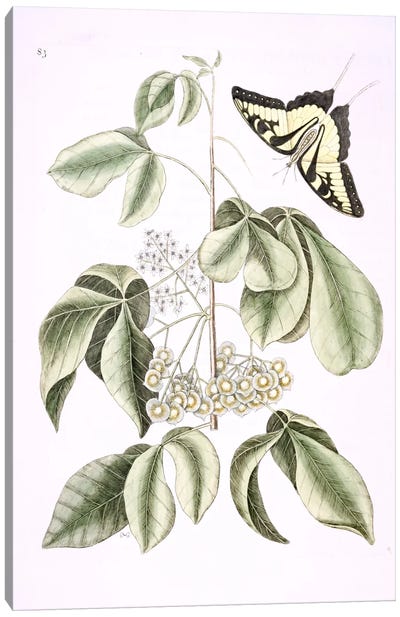 Eastern Tiger Swallowtail & Ptelea Trifoliata (Wafer Ash) Canvas Art Print - Botanical Illustrations
