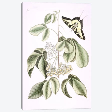 Eastern Tiger Swallowtail & Ptelea Trifoliata (Wafer Ash) Canvas Print #CAT55} by Mark Catesby Canvas Art