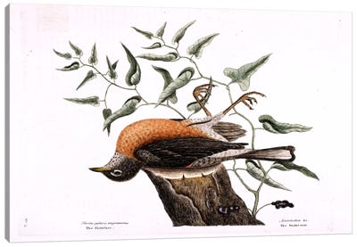 Fieldfare Of Carolina & Snake Root Of Virginia Canvas Art Print - New York Botanical Garden
