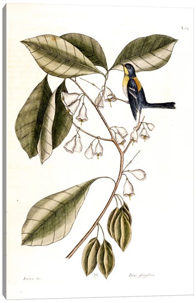 Finch Creeper & Halesia Tetraptera (Carolina Silverbell) Canvas Art Print - Botanical Illustrations
