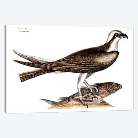 Fishing Hawk Canvas Print #CAT58} by Mark Catesby Canvas Art Print