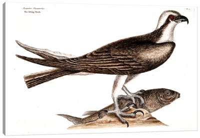 Fishing Hawk Canvas Art Print - Buzzard & Hawk Art