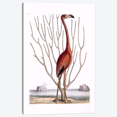 Flamingo & Keratophyton Dichotomum Fuscum Canvas Print #CAT59} by Mark Catesby Canvas Art Print