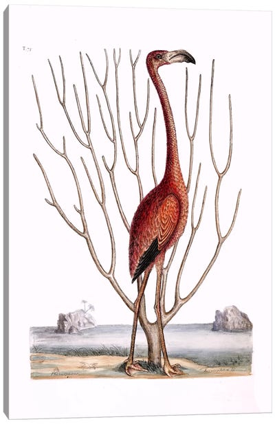 Flamingo & Keratophyton Dichotomum Fuscum Canvas Art Print - Flamingo Art