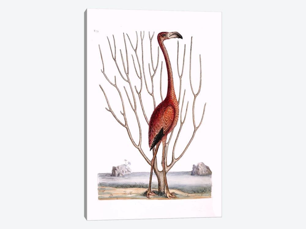 Flamingo & Keratophyton Dichotomum Fuscum 1-piece Art Print