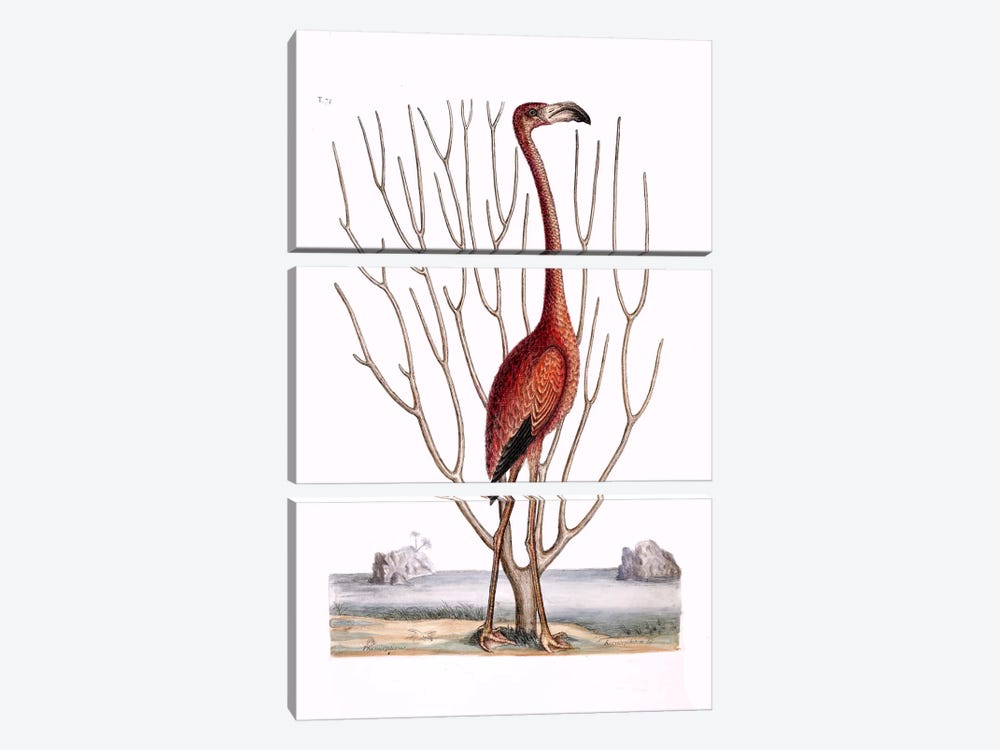Flamingo & Keratophyton Dichotomum Fuscum by Mark Catesby 3-piece Canvas Art Print