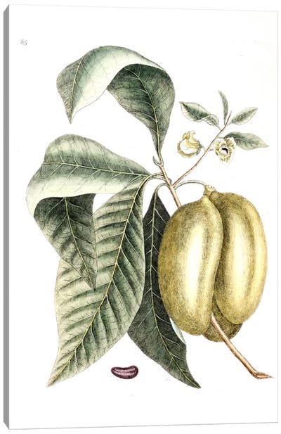 Annona Triloba (Pawpaw) Canvas Art Print - Botanical Illustrations