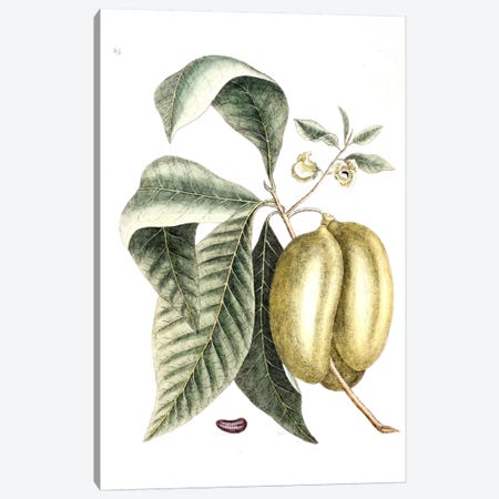 Annona Triloba (Pawpaw) Canvas Print #CAT5} by Mark Catesby Canvas Artwork