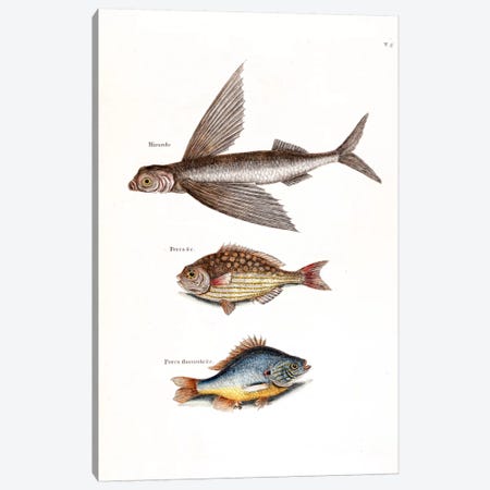 Flying Fish, Rudder Fish & Fresh-Water Pearch Canvas Print #CAT60} by Mark Catesby Canvas Artwork