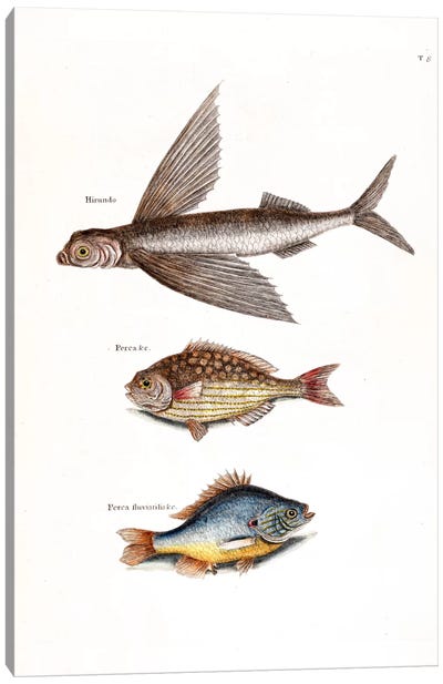 Flying Fish, Rudder Fish & Fresh-Water Pearch Canvas Art Print - New York Botanical Garden