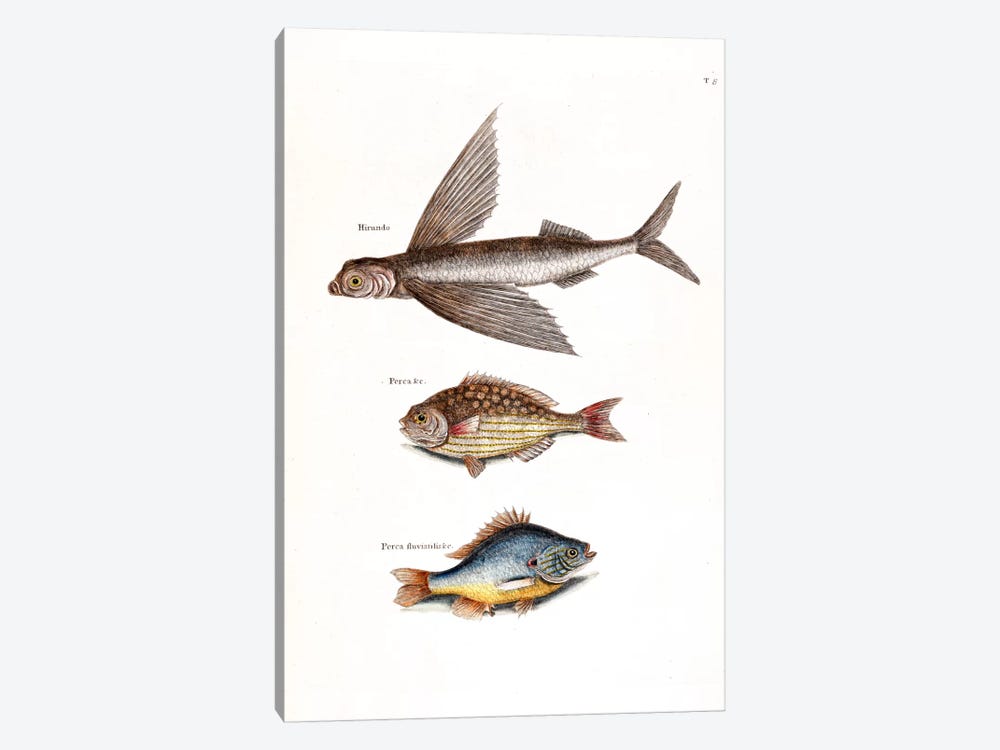 Flying Fish, Rudder Fish & Fresh-Water Pearch by Mark Catesby 1-piece Art Print