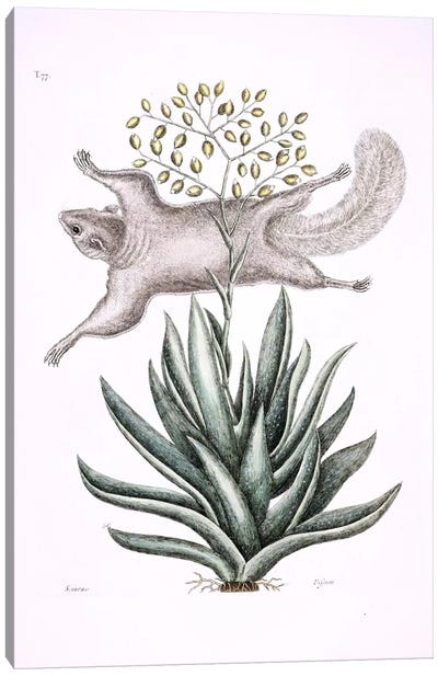 Flying Squirrel & Tillandsia Utriculata Canvas Art Print - Botanical Illustrations