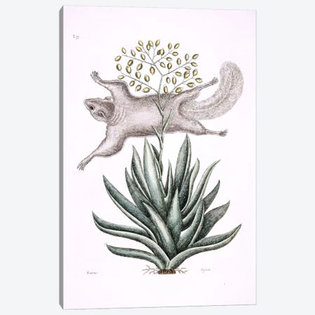 Flying Squirrel & Tillandsia Utriculata Canvas Print #CAT61} by Mark Catesby Canvas Art