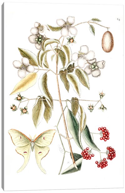 Four-Eyed Night Butterfly, Smilax Lanceolata (Laurel Greenbrier) & Philadelphus Inodorus (Scent Mock Orange) Canvas Art Print - Fruit Art