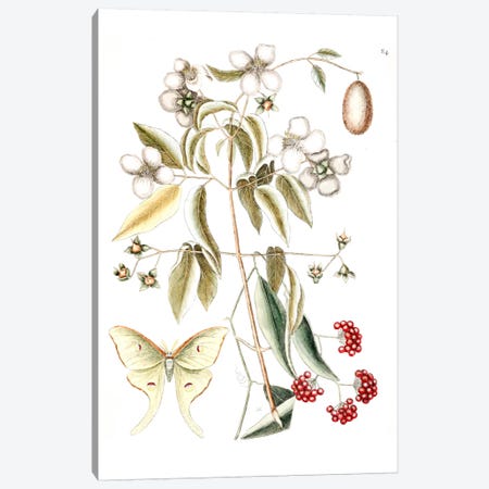 Four-Eyed Night Butterfly, Smilax Lanceolata (Laurel Greenbrier) & Philadelphus Inodorus (Scent Mock Orange) Canvas Print #CAT62} by Mark Catesby Canvas Artwork