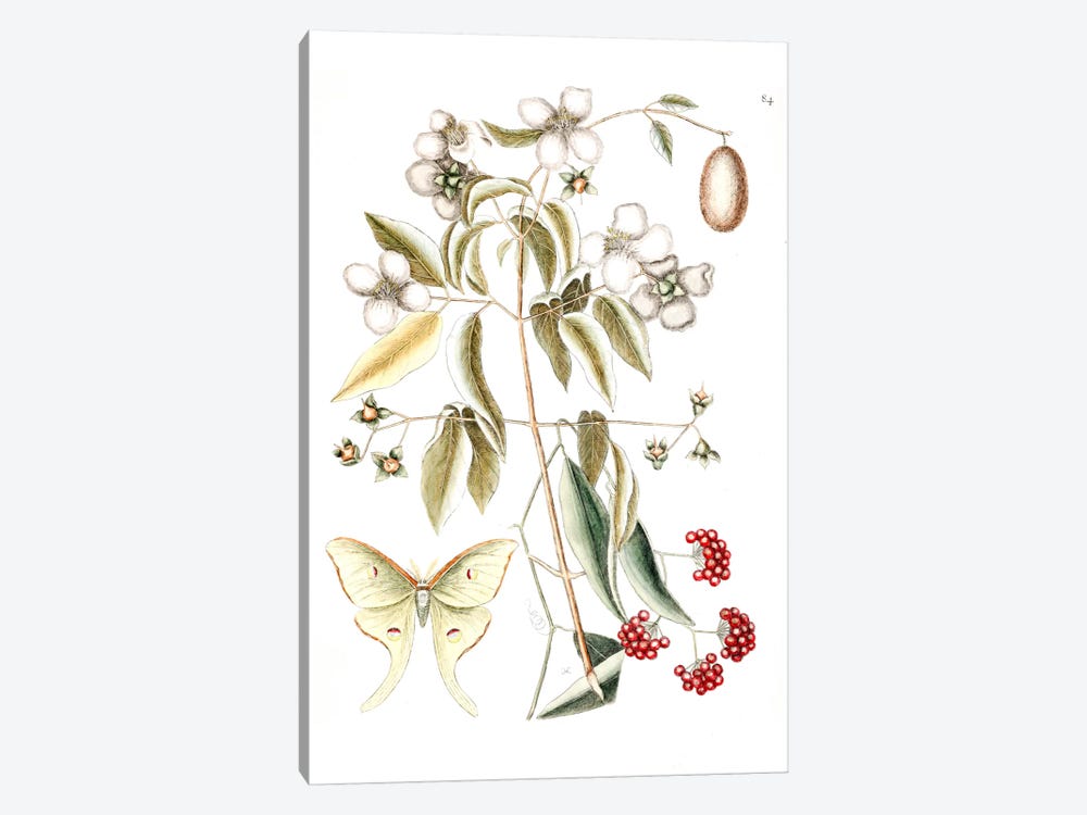 Four-Eyed Night Butterfly, Smilax Lanceolata (Laurel Greenbrier) & Philadelphus Inodorus (Scent Mock Orange) by Mark Catesby 1-piece Canvas Print