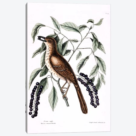 Fox-Colored Thrush (Brown Thrasher) & Clustered Black Cherry  Canvas Print #CAT63} by Mark Catesby Canvas Artwork