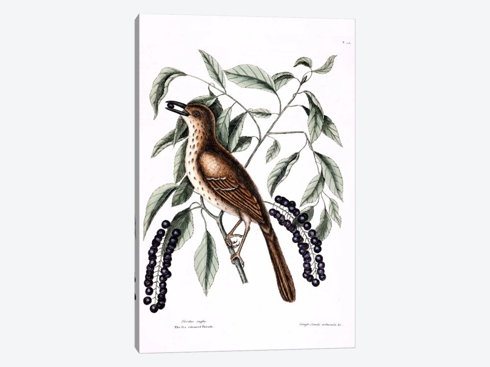 Fox-Colored Thrush (Brown Thrasher) & Clustered Black Cherry  by Mark Catesby 1-piece Canvas Art