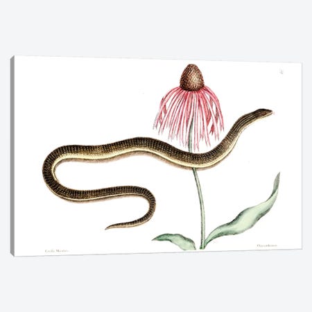 Glass Snake & Rudbeckia Purpurea (Purple Coneflower) Canvas Print #CAT64} by Mark Catesby Canvas Art Print