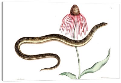 Glass Snake & Rudbeckia Purpurea (Purple Coneflower) Canvas Art Print - Reptile & Amphibian Art