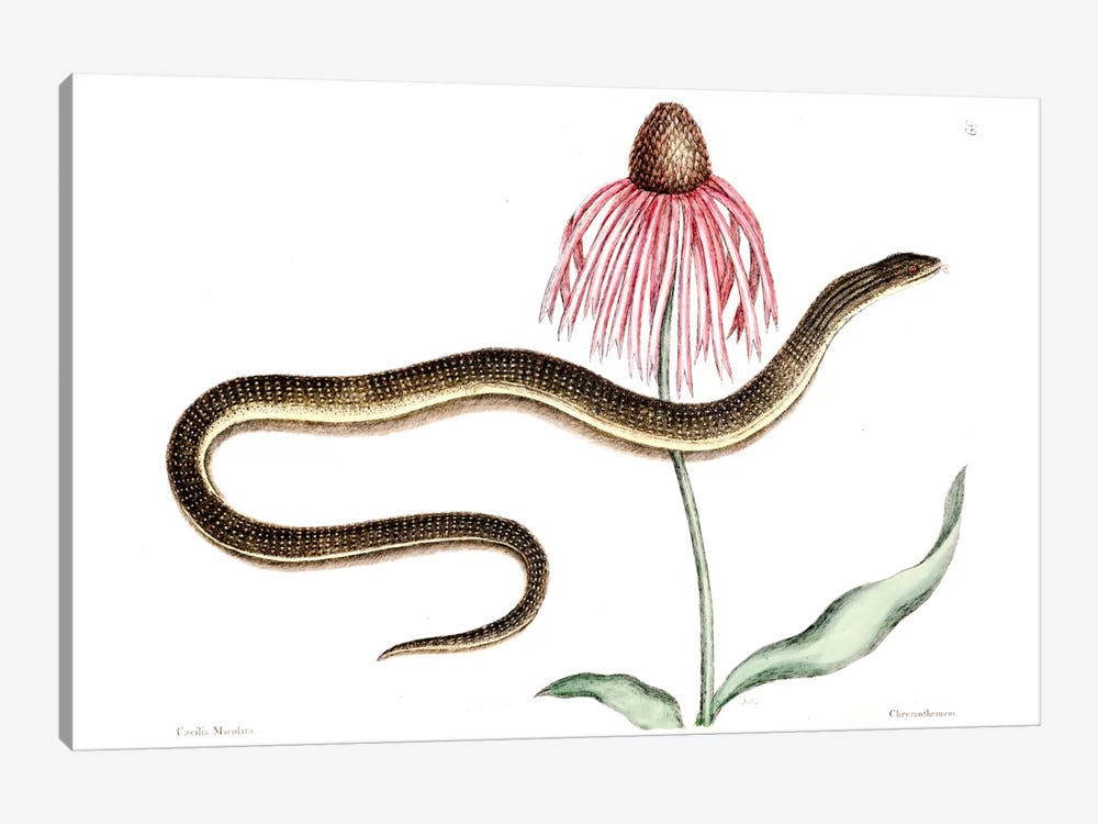 Glass Snake & Rudbeckia Purpurea (Purple Coneflower) by Mark Catesby 1-piece Art Print