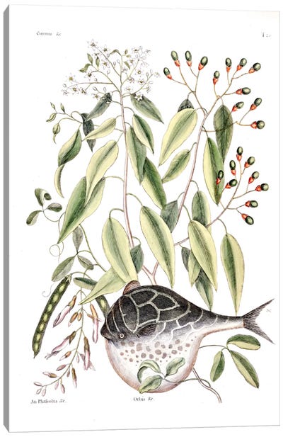 Globe Fish, Laurus Aectivalis & Phaseolus (Wild Bean) Canvas Art Print - Botanical Illustrations