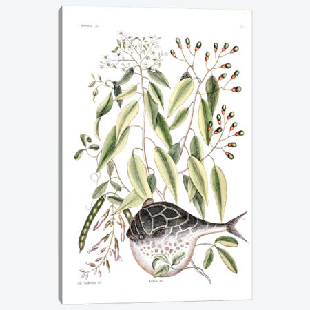 Globe Fish, Laurus Aectivalis & Phaseolus (Wild Bean) Canvas Print #CAT65} by Mark Catesby Canvas Art Print