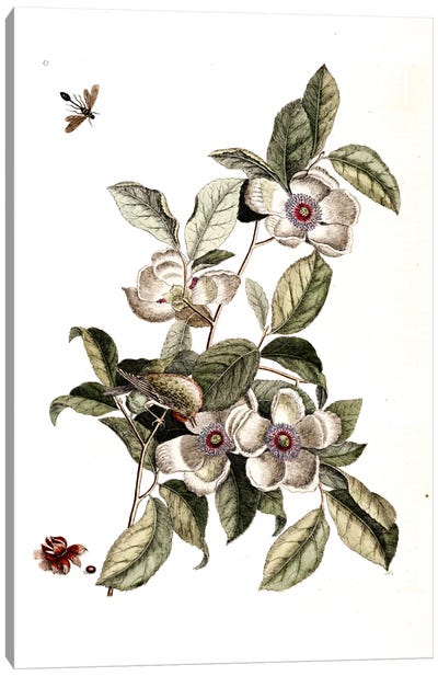 Goldcrest, Ichneumon Wasp & Silky Camellia Canvas Art Print - Botanical Illustrations